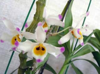 Dendrobium-wardianum Orchidées bambous : Dendrobium wardianum