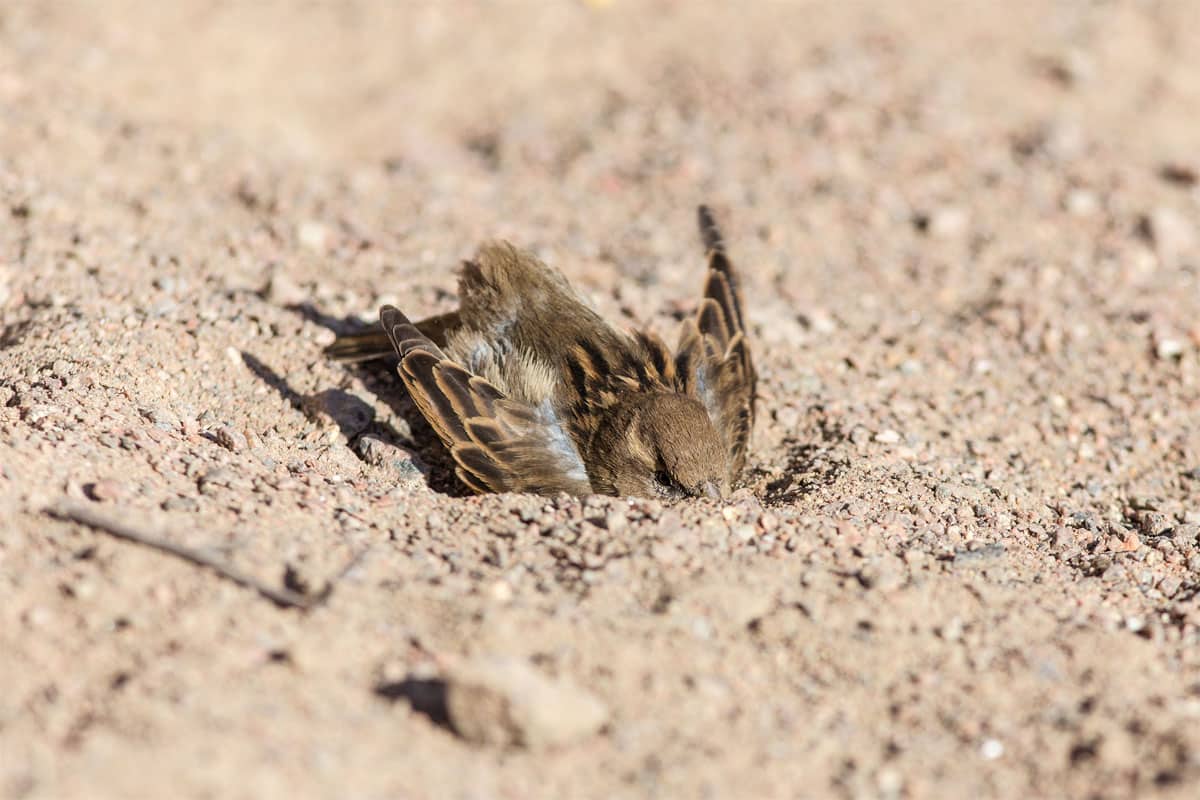 Le-bain-d-oiseaux-poussiere les bains d'oiseaux de poussière