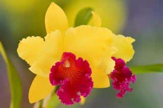 Orchidees-Cattleya Orchidées Cattleya