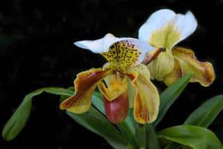 Orchidees-Paphiopedilum Orchidées Paphiopedilum