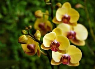 Orchidees-jaunes Orchidées jaunes : espèces et variétés à découvrir