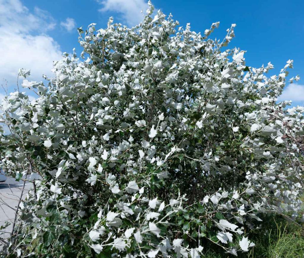 Peuplier-blanc-Populus-alba
