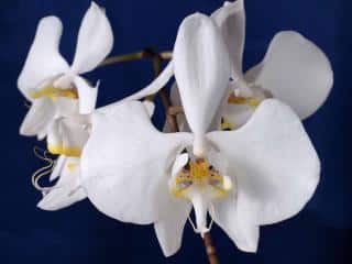 Phalaenopsis-amabilis Orchidée blanche : Phalaenopsis amabilis