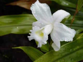 Sobralia-leucoxantha Orchidée blanche : Sobralia leucoxantha