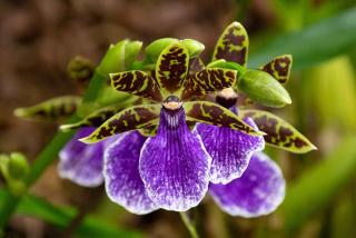 Zygopetalum Zygopetalum