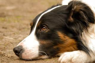border-collie-origine border collie