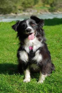 border-collie-taille-poids border collie taille, poids
