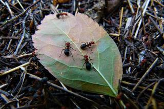 fourmi-et-biodiversite Les fourmis et leurs bienfaits pour la nature
