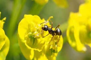 fourmis-et-bienfaits-pour-les-plantes fourmis et bienfaits pour les plantes