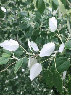 peuplier-blanc-feuille-feuillage-Populus-alba peuplier blanc feuille feuillage - Populus alba