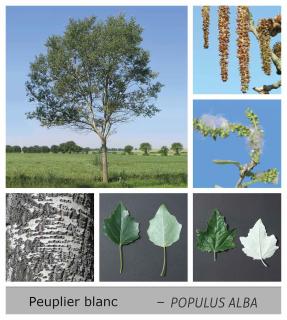 peuplier-blanc-populus-alba-description peuplier blanc - populus alba description