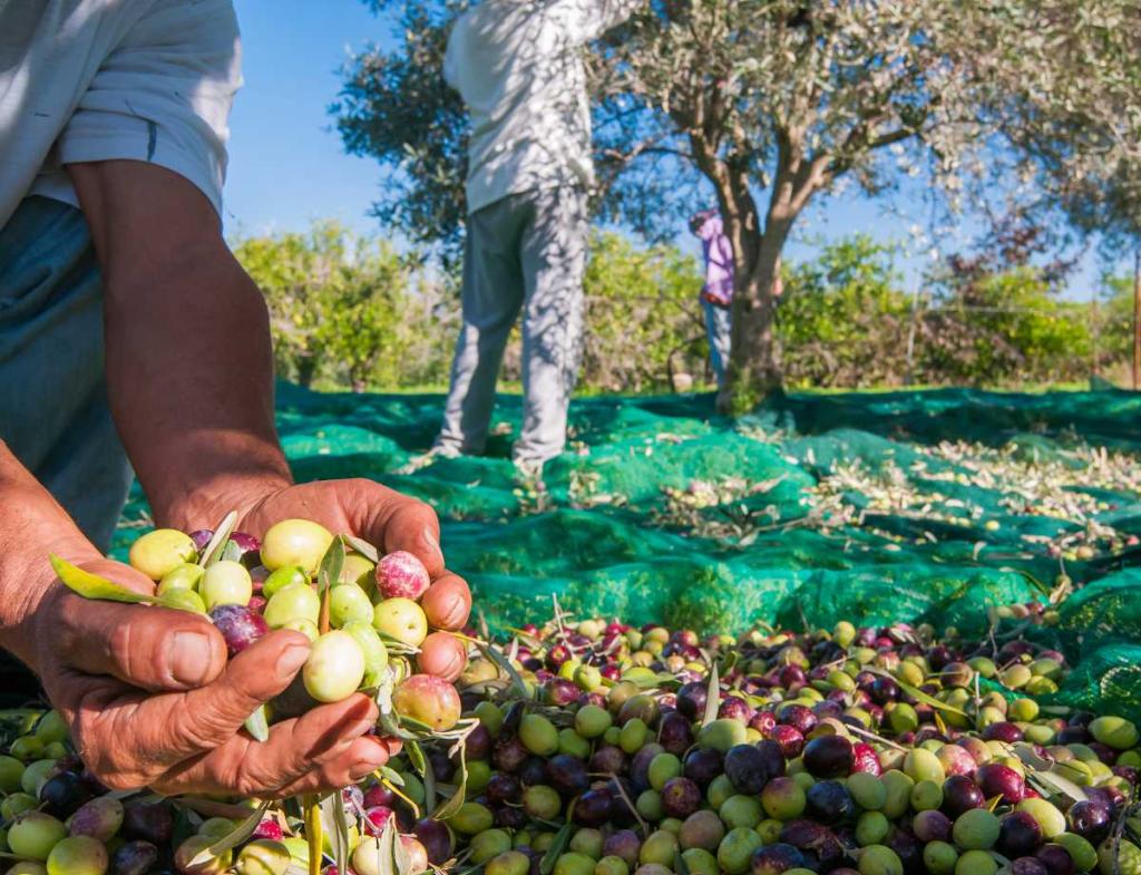 recolte-olive