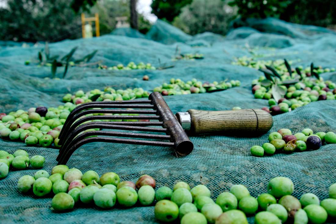 recolte olive filet au sol