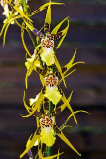 Brassia-verrucosa Brassia verrucosa