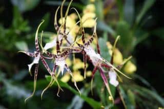 Orchidee-araignee Orchidée araignée