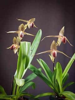 Paphiopedilum-de-Rothschild Paphiopedilum rothschildianum