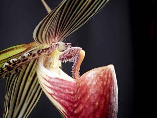 Phaphiopedilum-rothschildianum Phaphiopedilum rothschildianum