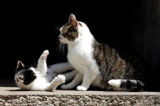 chat-de-gouttiere-comportement chat de gouttière comportement