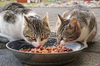 chat-gouttiere-alimentation chat de gouttière alimentation