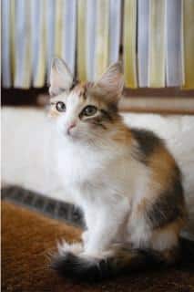 chat-isabelle-histoire chat isabelle histoire