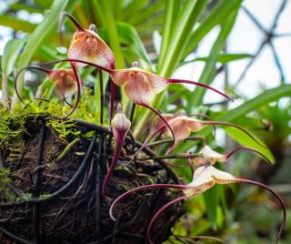 cultiver-orchidee-Dracula-simia cultiver orchidee Dracula simia