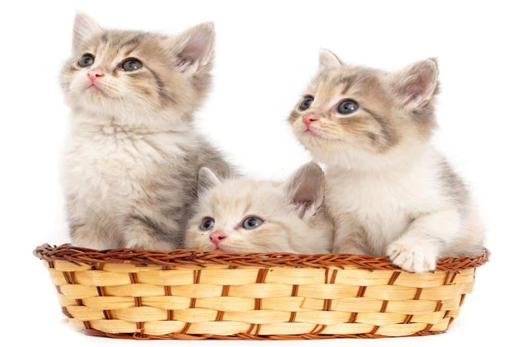 nom-chat-2023-U