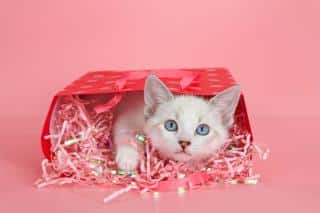 nom-chat-en-U-femelle-2023 nom chat en U femelle