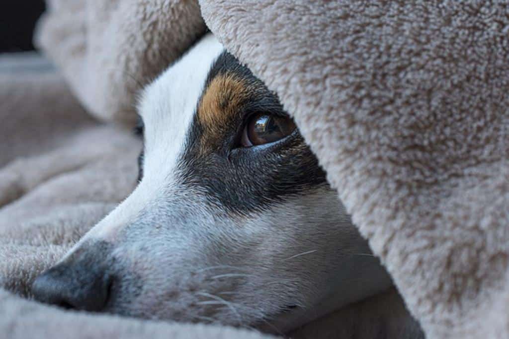 Rhume du chien