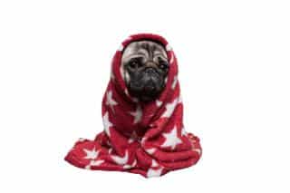 rhume-chien-traitements Quel traitement pour le rhume du chien ?