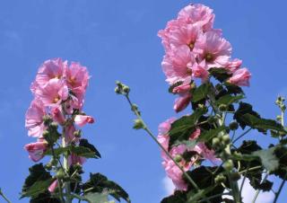 Alcea-rosea Plante pour sol calcaire : roses trémières