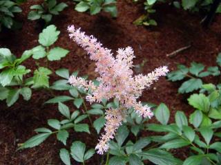 Astilbe Plantes pour sols humides : l'astilbe