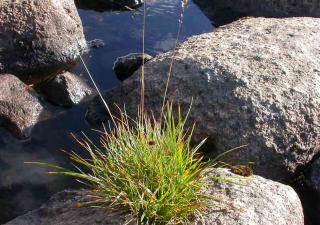 Canche-cespiteuse Plantes pour sols humides : la Canche cespiteuse