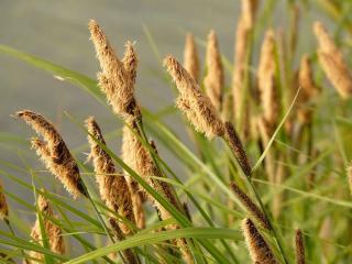 Carex Plantes pour sols humides : le Carex
