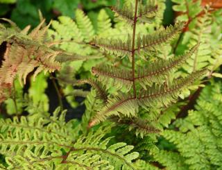 Fougere-japonaise Plantes pour sols humides : la fougère japonaise