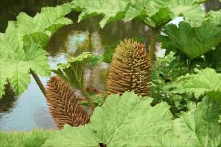 Gunnera-manicata-1 Plantes pour sols humides : Gunnera manicata