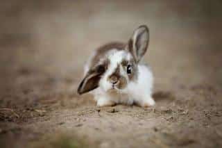 Lapin-nain Lapin nain
