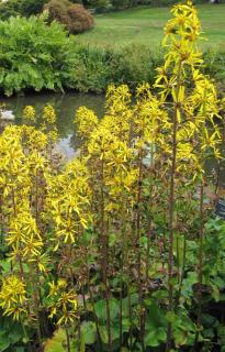 Ligulaire Plantes pour sols humides : les ligulaires
