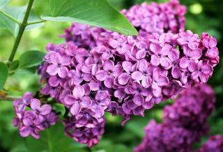 Lilas Plantes pour sol calcaire : le lilas