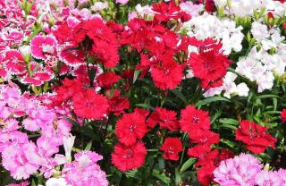 Oeillets Plantes pour sol calcaire : les œillets