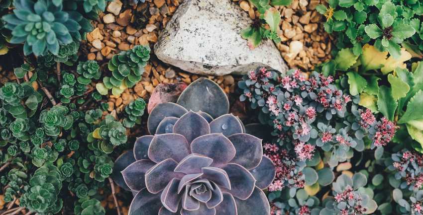 Plante grasse