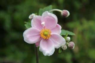 Plantes-pour-sol-acide-Anemones-du-Japon Plantes pour sol acide - Anémones du Japon
