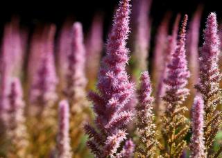 Plantes-pour-sol-acide-Astilbes Plantes pour sol acide - Astilbes
