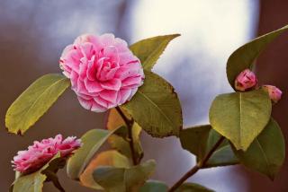 Plantes-pour-sol-acide-Camelia Plantes pour sol acide - Camelia