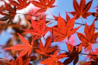 Plantes-pour-sol-acide-Erable-du-Japon Plantes pour sol acide - Erable du Japon