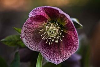 Plantes-pour-sol-acide-Hellebores Plantes pour sol acide - Hellébores