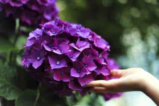 Plantes-pour-sol-acide-Hortensias Plantes pour sol acide - Hortensias