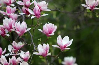 Plantes-pour-sol-acide-Magnolias Plantes pour sol acide - Magnolias