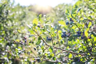 Plantes-pour-sol-acide-Myrtillier Plantes pour sol acide - Myrtillier