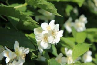 Seringat Plantes pour sol calcaire : les seringas