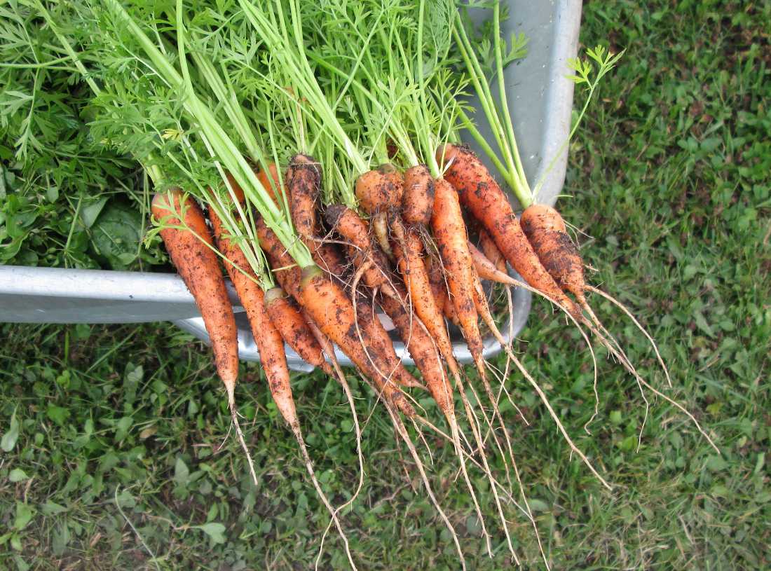 Récolte des carottes nouvelles en primeur